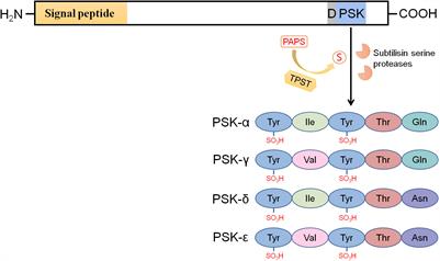 Phytosulfokine peptides, their receptors, and functions